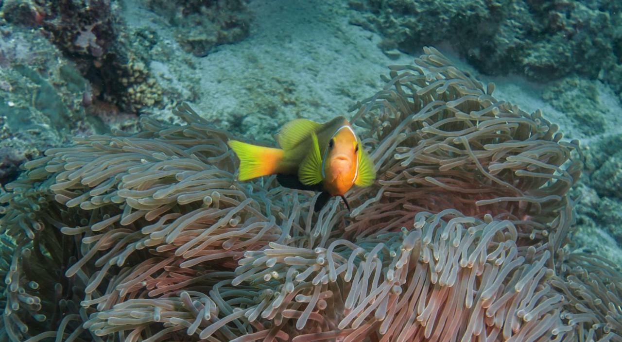 Global Residence Kaashidhoo Eksteriør billede